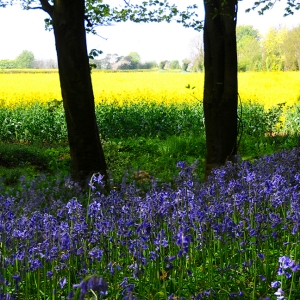 14 - Bluebell wood and rapeseed field